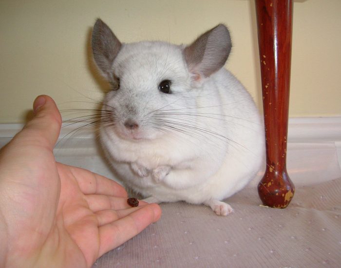 Een chinchilla als huisdier?