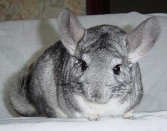 Tips voor nieuwe chinchilla eigenaren